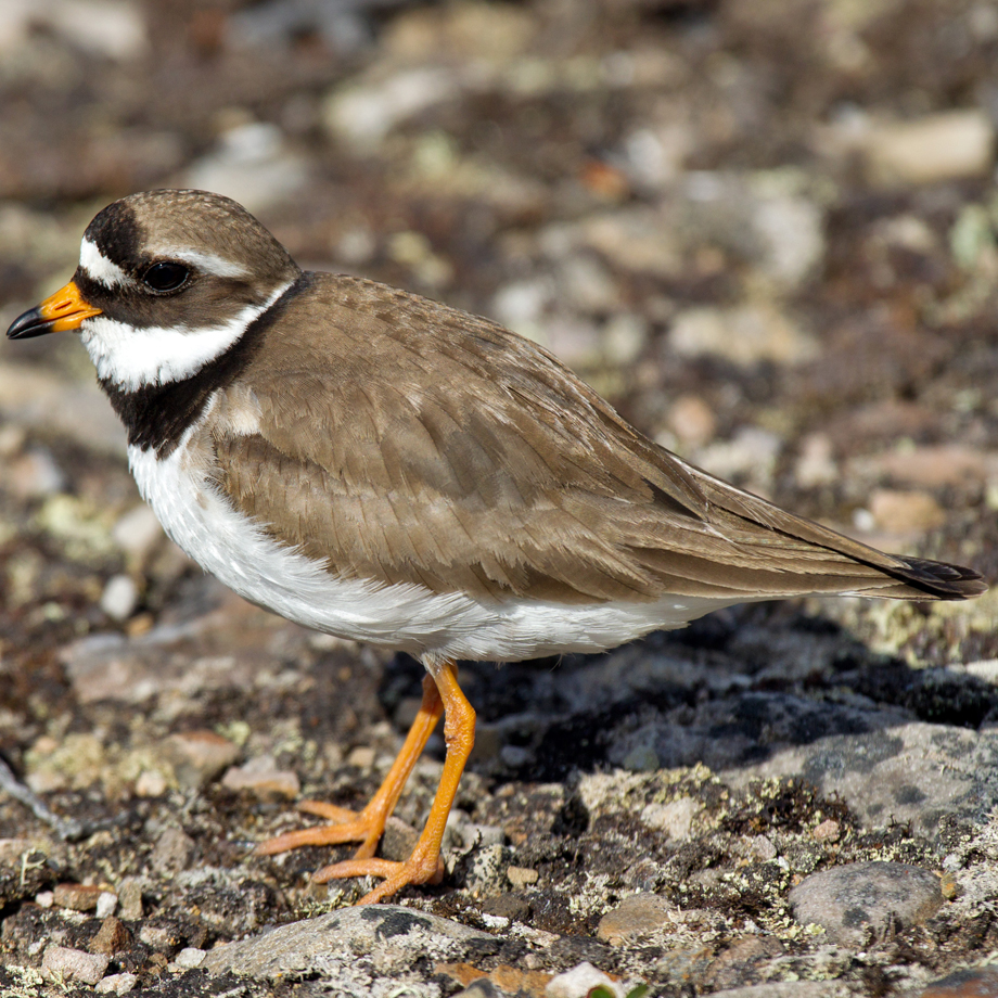 Borrelho-grande-de-coleira
