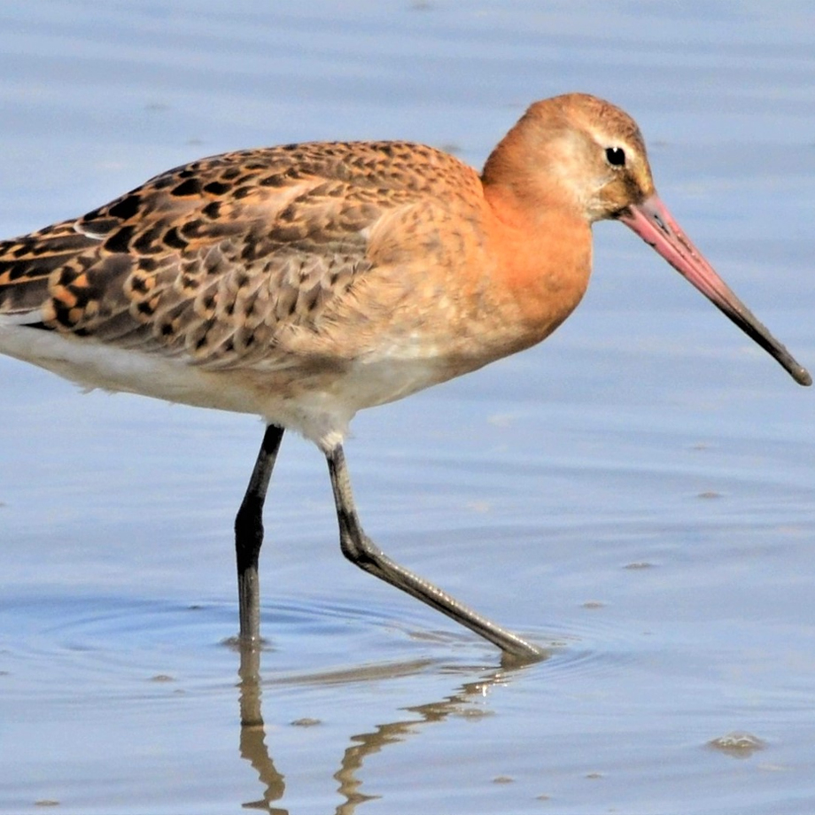 Maçarico-de-bico-direito